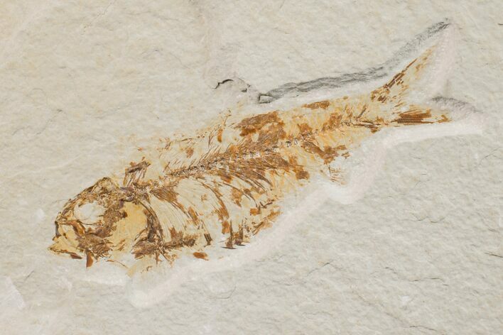 Fossil Fish (Knightia) - Wyoming #159566